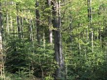 Notatka z 30 kwietnia 2018 roku w związku z działaniami Fundacji Dziedzictwo Przyrodnicze na terenie Nadleśnictwa Stuposiany