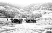 60 lat od powrotu żubra w Bieszczady